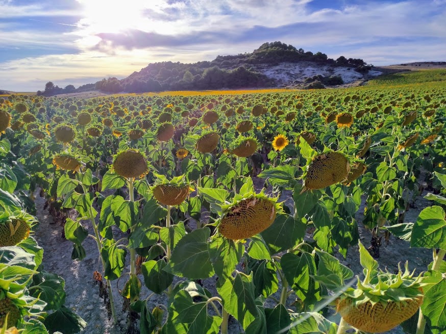 Campo de girasoles